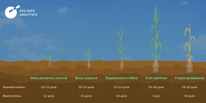 графік вирощування ячменю