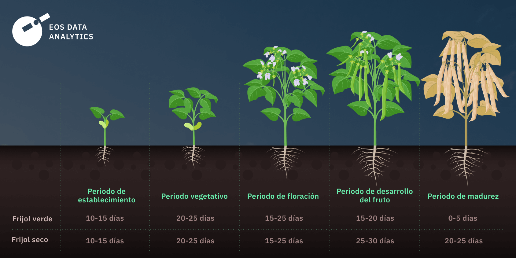 cuánto tiempo tarda en crecer el frijol