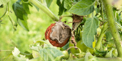 Botrytis Cinérea (Mofo Cinzento): Causas, Sintomas E Tratamento