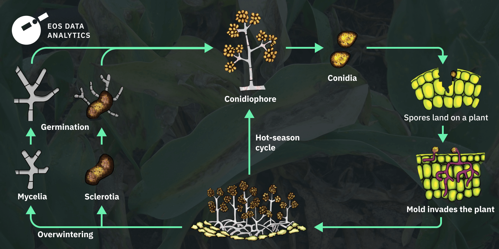 ciclo de vida de botrytis cinerea