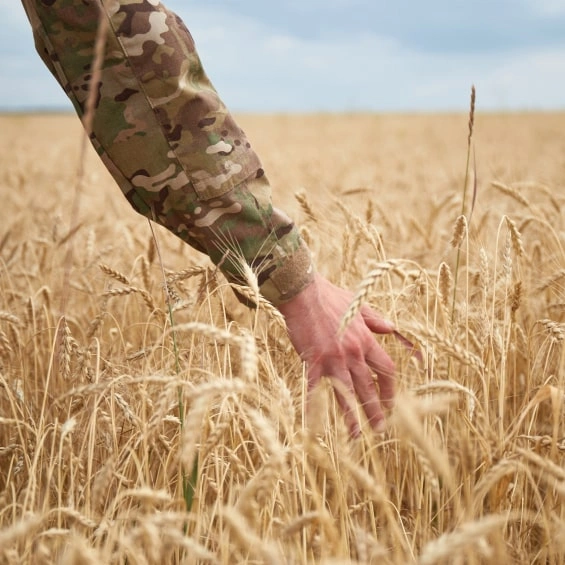 fields by the hill in late summer