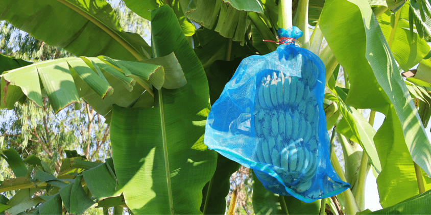 growing bananas with bunch cover
