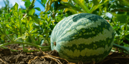 Growing Watermelon: Pro Tips For High-Yield Farming