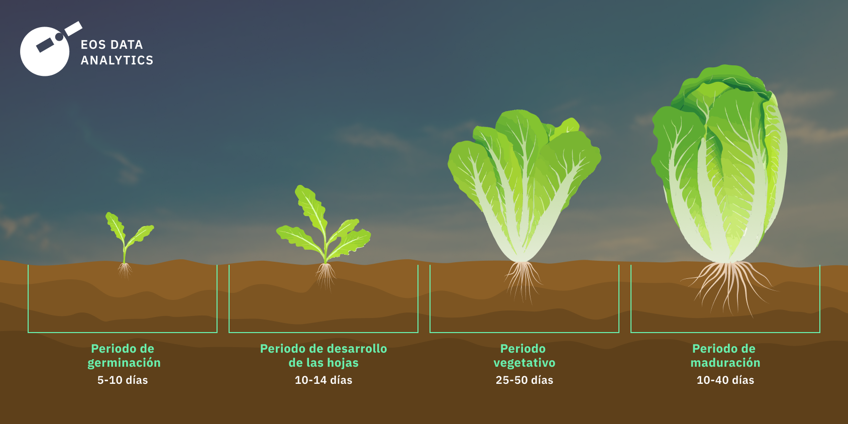 cuánto tiempo tarda una lechuga en crecer