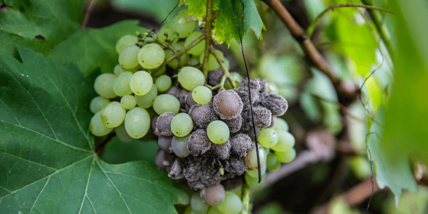 uvas infectadas com botrytis cinerea