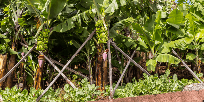 propped up banana plants