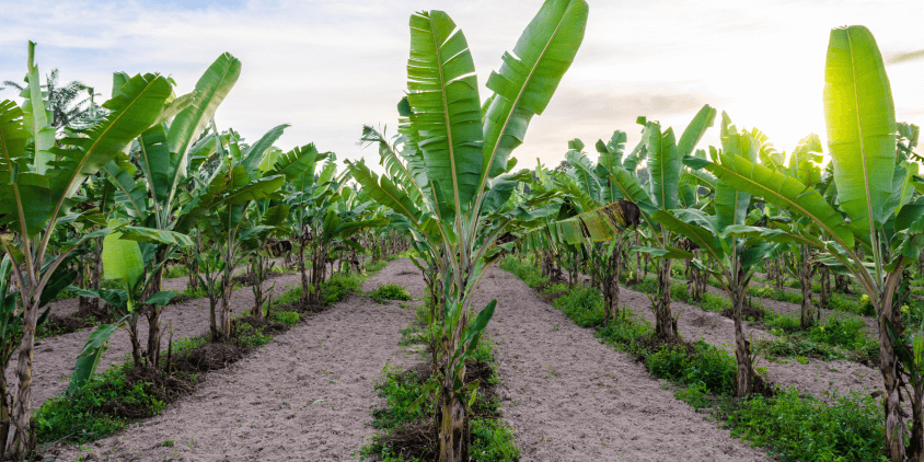 rows of growing bananas