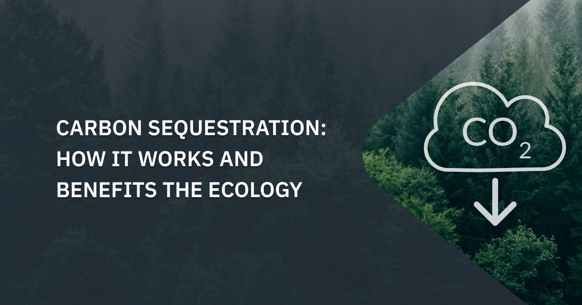 Carbon Sequestration: How It Works And Benefits The Ecology