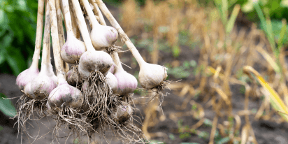 Como Plantar Alho: De Tipos E Cultivo Até A Colheita