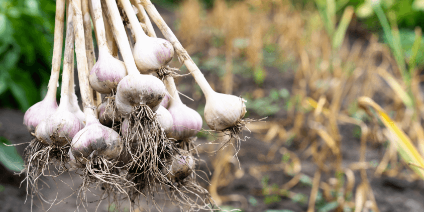 Cultivo De Ajo: Consejos De Siembra.