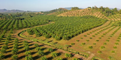 Aceite De Palma En Indonesia Y Otros Países De La Zona