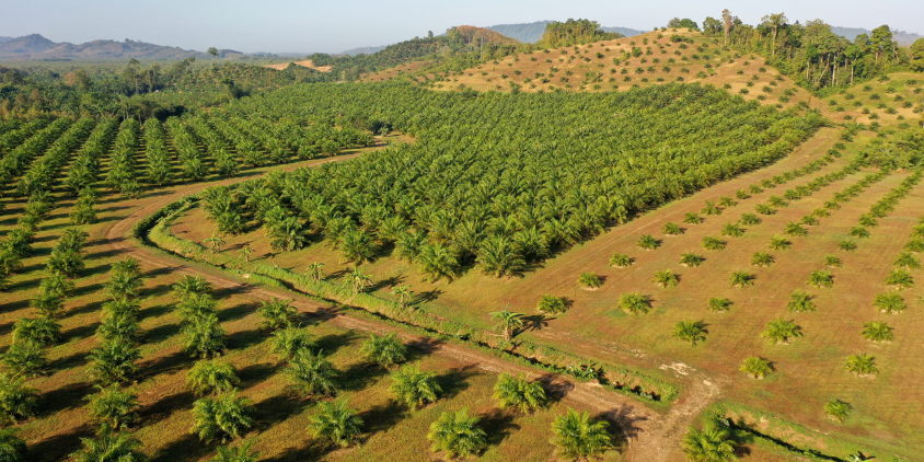 plantaciones de aceite de palma en Indonesia y otros países del sudeste asiático