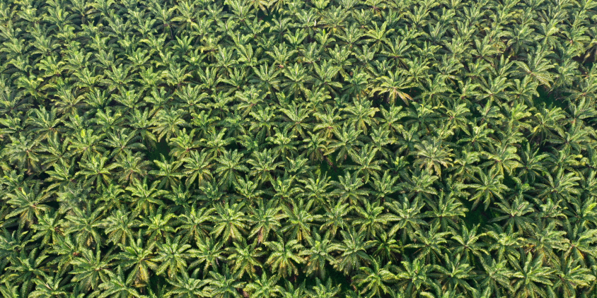 palm oil tree plantation