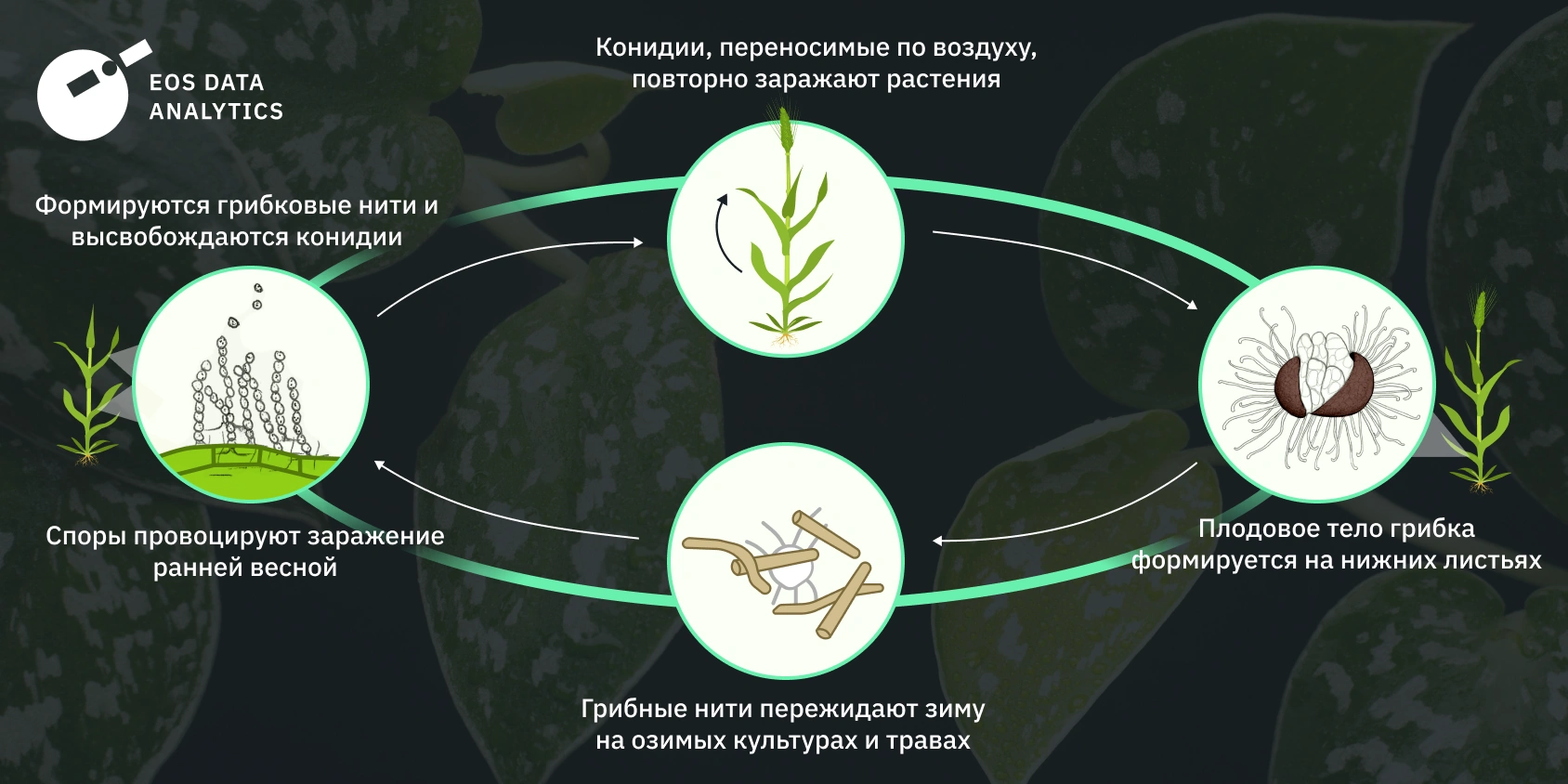 Мучнистая Роса: Причины, Последствия И Методы Борьбы