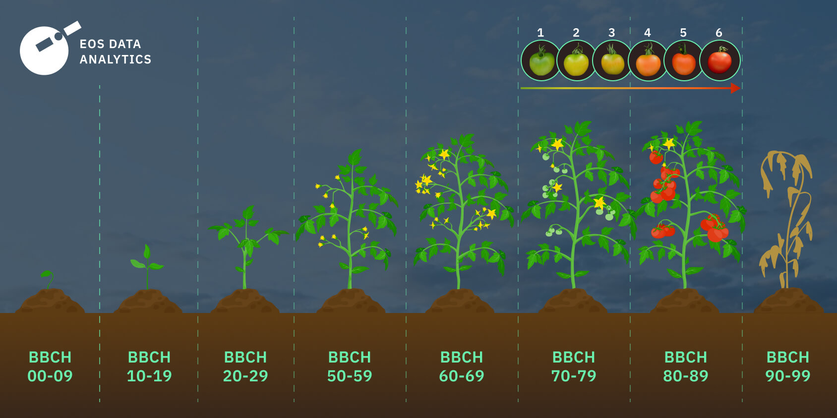 BBCH tomato plant growth stages