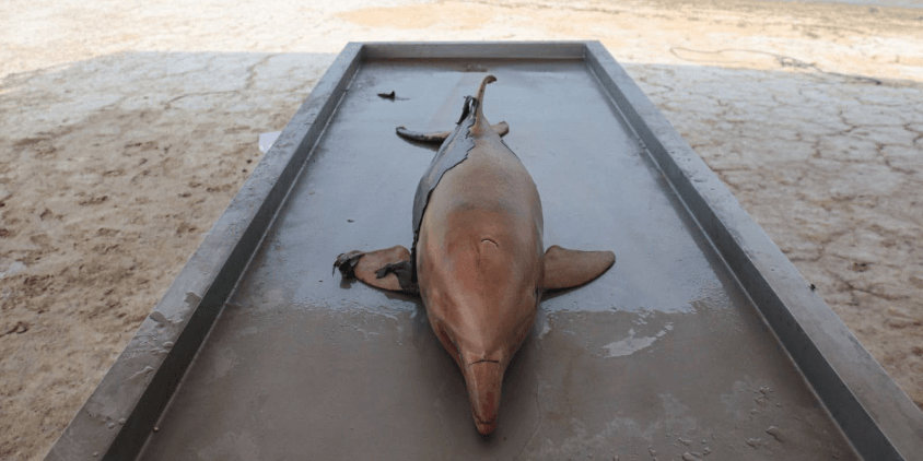 another look at a found young dead dolphin