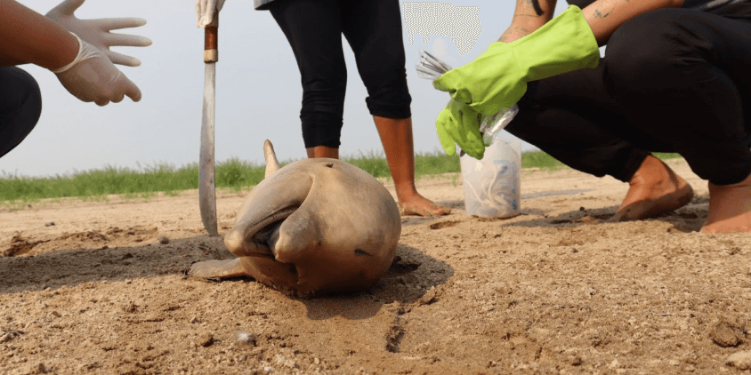 os conservacionistas exploram um golfinho morto
