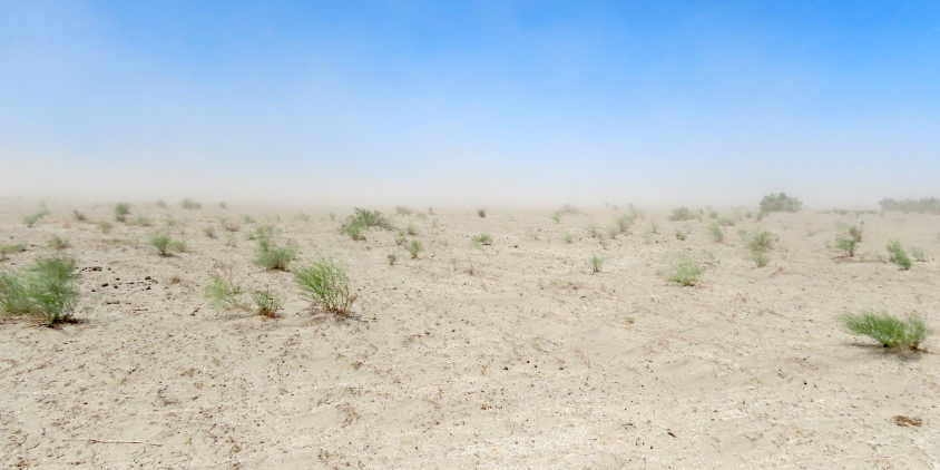 кусты саксаула, высаженные на дне Аральского моря