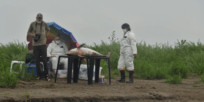 studying a river dolphin body