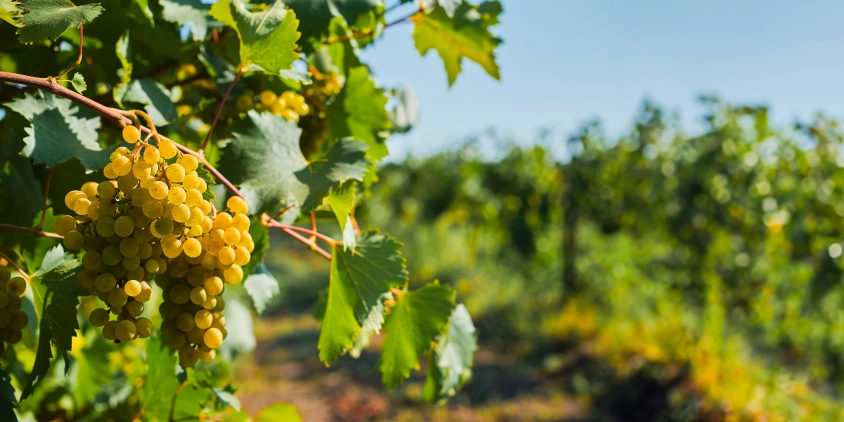 How To Grow Grapes: Vineyard Planting, Care, And Harvesting