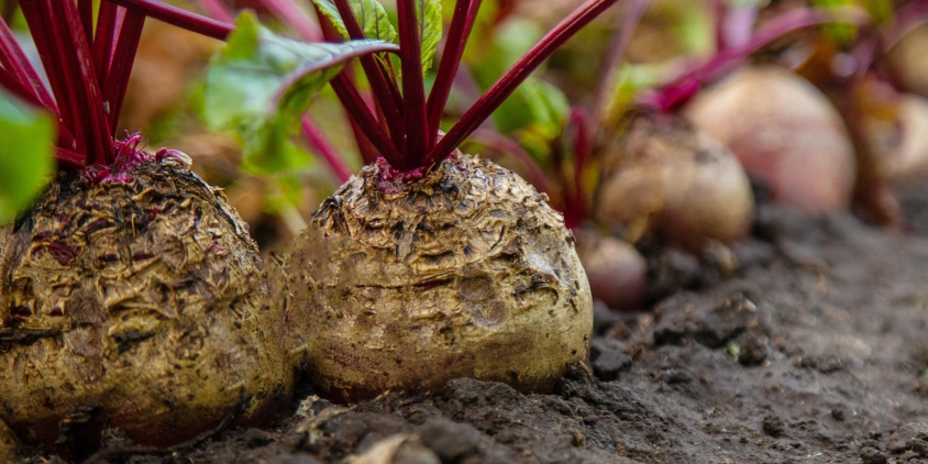 How To Grow Beets: Smart Planting, Cultivation & Harvesting