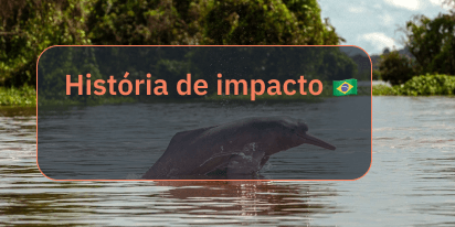 Onda De Calor Na Amazônia Mata 275 Golfinhos