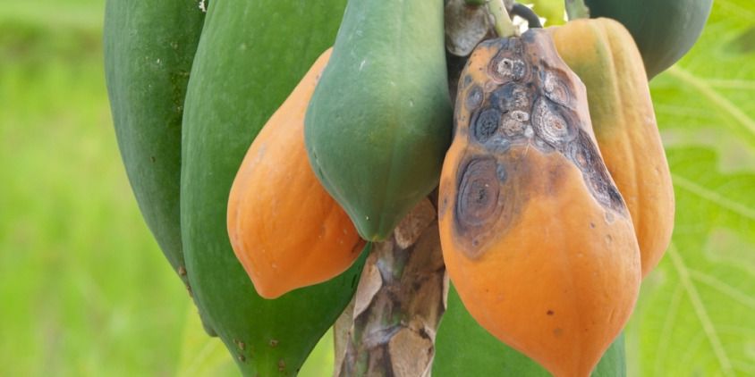 lesiones y daño por antracnosis en los frutos
