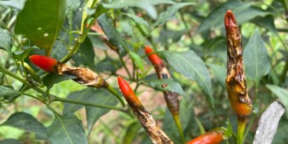 Anthracnose: How To Identify And Control The Disease