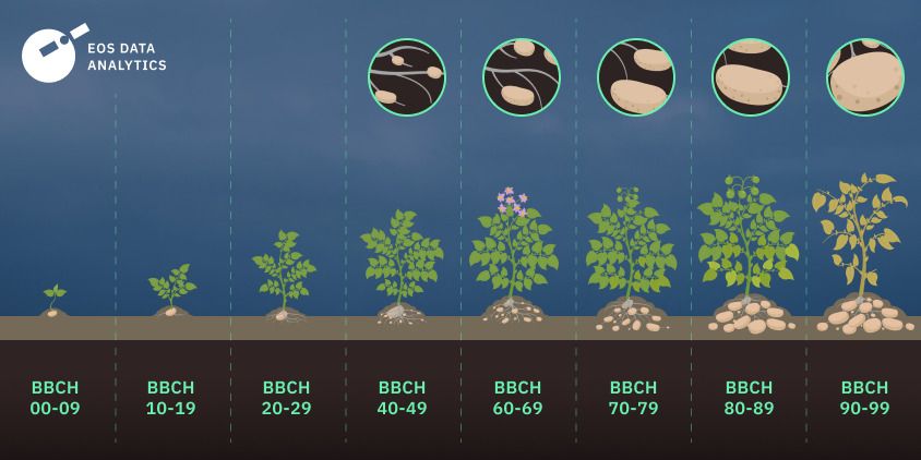 timeline of potato growth stages