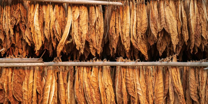 curado del tabaco