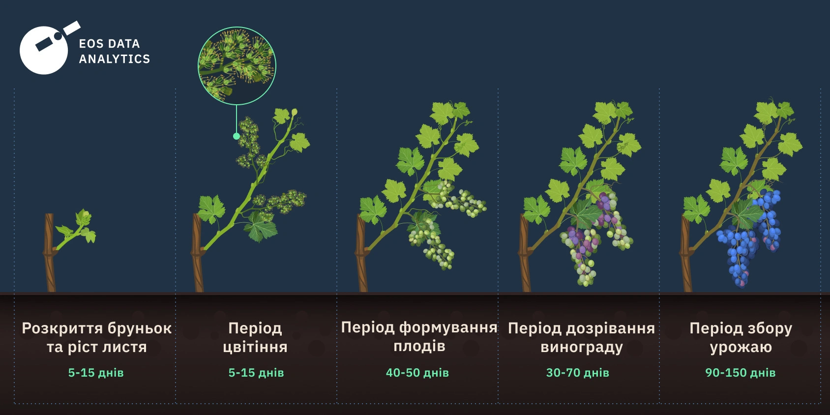 як швидко проходить вирощування виноградні лози