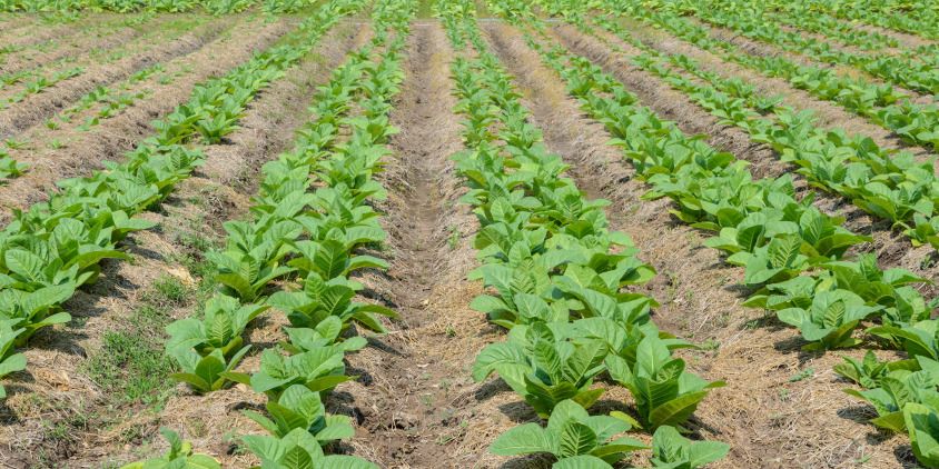hileras que muestran la distancia de siembra del tabaco