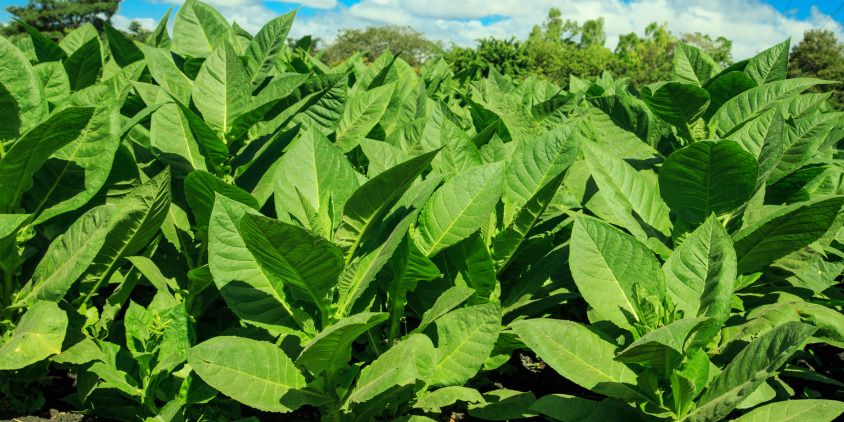 cómo crecen las hojas de tabaco