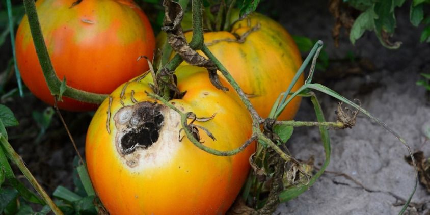 tomate infectado por un hongo agente causal de la antracnosis