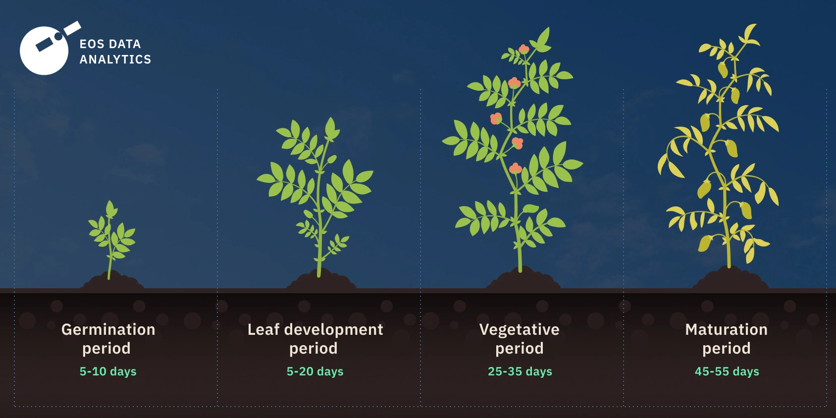 How To Grow Chickpeas: Requirements, Planting & Harvesting