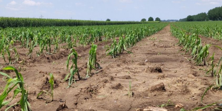 daños por granizo en un campo de cultivo