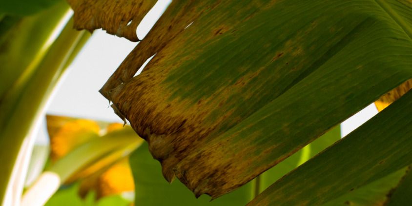 fusarium wilt of banana leaves