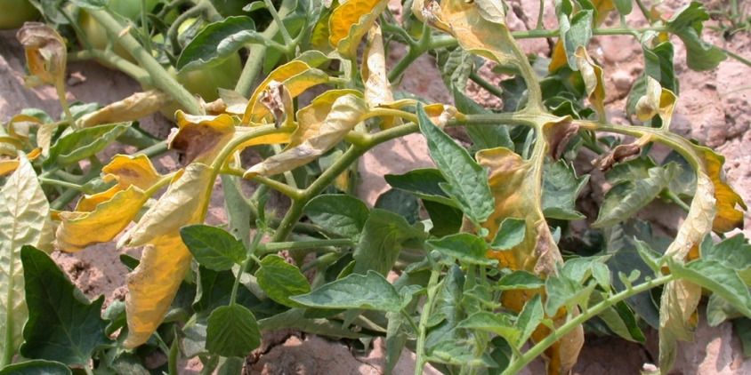 fusariose em tomates