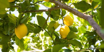 Growing A Lemon Tree Orchard: Planting, Care & Harvest