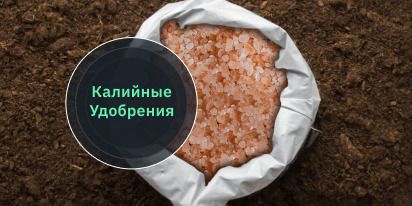Калийные Удобрения: Как И Когда Вносить