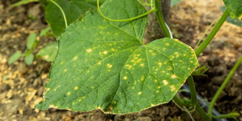 mildiu lanoso o velloso en la hoja de una planta