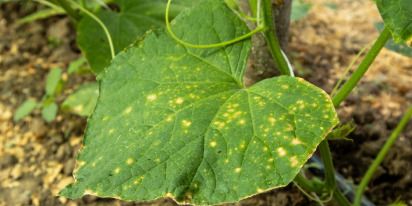 Downy Mildew: How To Identify, Prevent, And Control