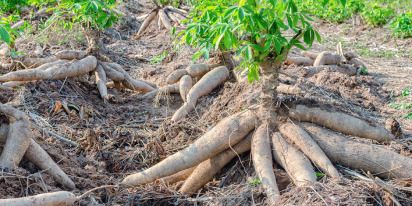 Growing Cassava: From Land Choice & Planting To Harvest