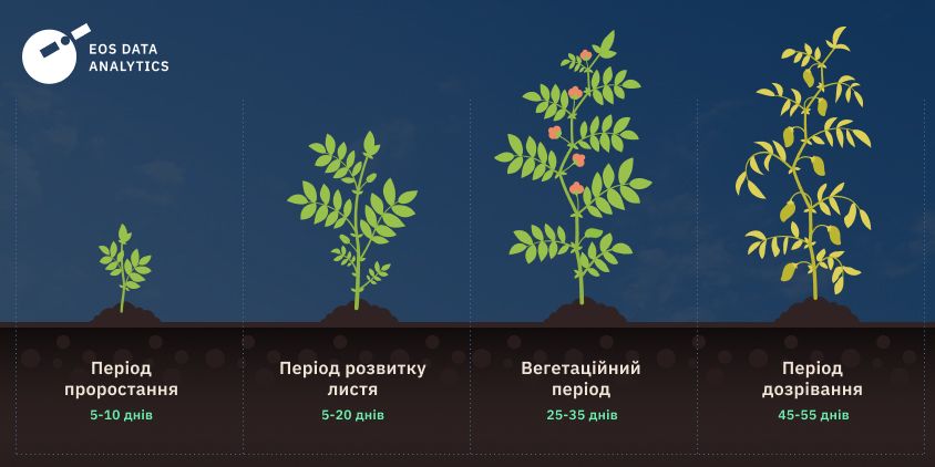 скільки часу росте нут