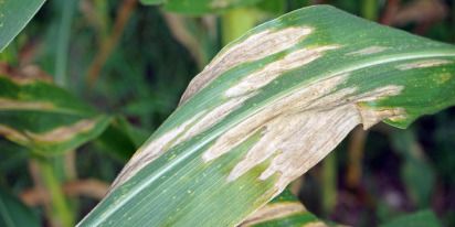 Leaf Blight: How To Treat Fungal And Bacterial Threats