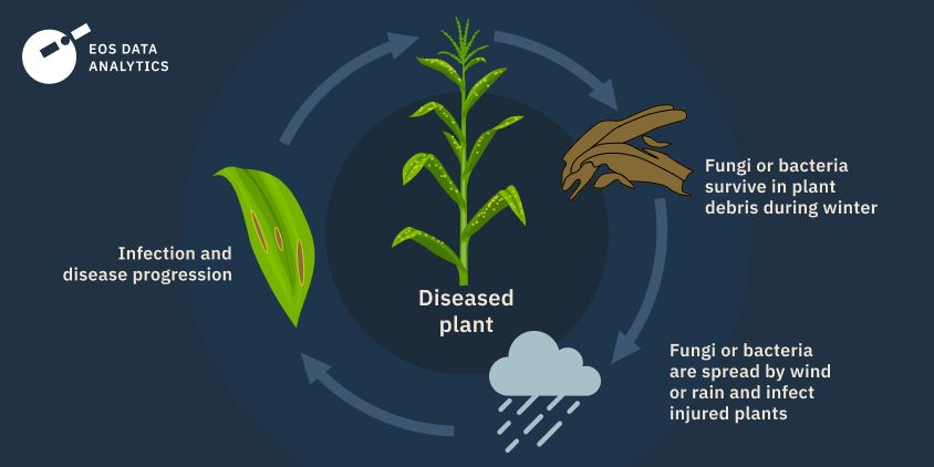 leaf blight disease spread
