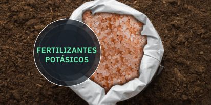 Fertilizantes Potásicos: Cómo Y Cuándo Aplicarlos