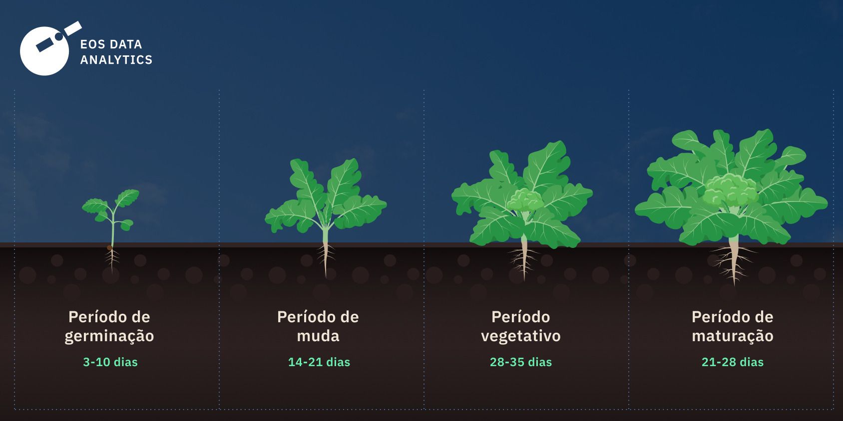 quanto tempo demora para o brócolis crescer