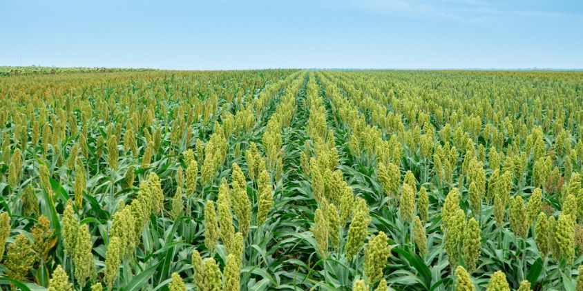 cultivation of sorghum