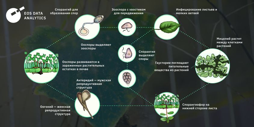 жизненный цикл ложной мучнистой росы